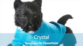  Presentation with oktoberfest bavarian white and blue - Colorful slide deck enhanced with scottie dog - scottish terrier puppy wearing blue backdrop and a  colored foreground