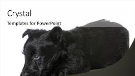  Presentation with archaeological scottish - PPT theme with scottie dog - scottish terrier puppy with shy background and a white colored foreground