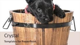  Presentation with wash - Presentation design featuring scottie dog - scottish terrier puppy background and a  colored foreground