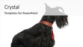  Presentation with archaeological scottish - Slide set featuring scottie dog - scottish terrier background and a white colored foreground