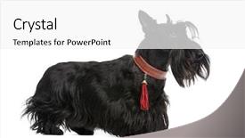  Presentation with dog - Colorful presentation enhanced with scottie dog - scottish terrier backdrop and a white colored foreground