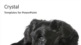  Presentation with scottish flag - PPT theme enhanced with scottie dog - sleeping puppy - scottish terrier background and a  colored foreground