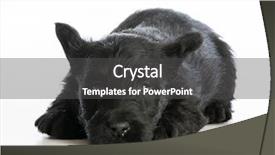  Presentation with puppy - Audience pleasing presentation theme consisting of scottie dog - tired puppy - scottish terrier backdrop and a dark gray colored foreground