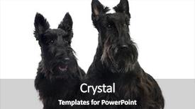  Presentation with dog - PPT theme having scottie dog - two scottish terriers sitting background and a black colored foreground