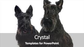  Presentation with dog - Amazing slides having scottie dog - two scottish terriers sitting backdrop and a dark gray colored foreground