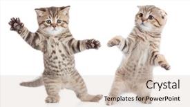  Presentation with cats - Slide set consisting of scottish dance - funny young cats dancing isolated background and a soft green colored foreground