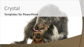  Presentation with head - Slide deck enhanced with scottish-deerhound-lying-and-licking background and a white colored foreground