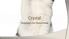  Presentation with fold - Presentation theme having scottish fold 6 months old sitting against white background background and a lemonade colored foreground