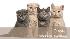  Presentation with fold - Slide deck featuring scottish fold and british shorthair kittens 10 weeks old sitting in front of white background background and a coral colored foreground