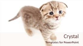  Presentation with fold - Colorful presentation theme enhanced with scottish fold brown kitten top backdrop and a lemonade colored foreground