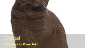  Presentation with fold - Amazing slide deck having scottish fold cat 1 year old sitting in front of white background backdrop and a tawny brown colored foreground