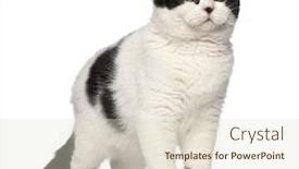  Presentation with fold - Theme enhanced with scottish fold cat 6 months old against white background background and a lemonade colored foreground