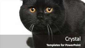  Presentation with fold - Colorful PPT layouts enhanced with scottish fold cat 7 months old sitting in front of white background backdrop and a wine colored foreground