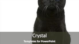  Presentation with fold - Beautiful PPT theme featuring scottish fold cat 7 months backdrop and a tawny brown colored foreground