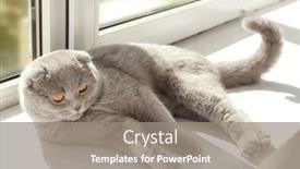  Presentation with fold - PPT theme having scottish fold cat having rest on windowsill background and a gray colored foreground