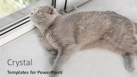  Presentation with fold - Slide deck featuring scottish fold cat lying on sill and looking out of window background and a light gray colored foreground