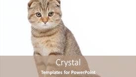  Presentation with fold - PPT layouts with scottish fold cat background and a coral colored foreground