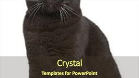  Presentation with fold - Slides consisting of scottish fold kitten 8 months old in front of white background background and a tawny brown colored foreground