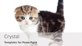  Presentation with fold - Cool new presentation with scottish fold little baby cat isolated backdrop and a light gray colored foreground