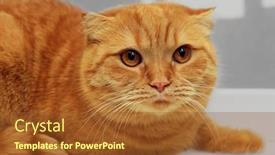  Presentation with fold - Beautiful slides featuring scottish-fold-purebred-red-cat backdrop and a tawny brown colored foreground