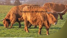  Presentation with cattle - Colorful presentation theme enhanced with scottish-highland-cattle-bread-cow backdrop and a coral colored foreground