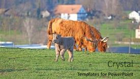  Presentation with cattle - Audience pleasing presentation consisting of scottish-highland-cattle-bread-cow backdrop and a seafoam green colored foreground