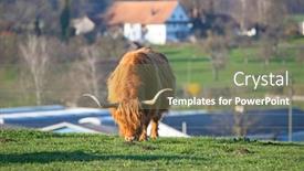 Presentation with cattle - Colorful presentation enhanced with scottish-highland-cattle-bread-cow backdrop and a violet colored foreground