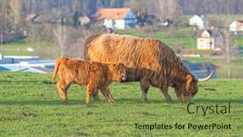  Presentation with cattle - Audience pleasing presentation design consisting of scottish-highland-cattle-bread-cow backdrop and a yellow colored foreground
