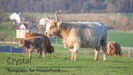  Presentation with cattle - Slide deck having scottish-highland-cattle-bread-cow background and a seafoam green colored foreground