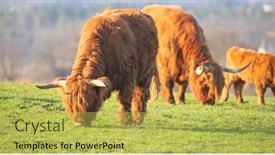  Presentation with cattle - Audience pleasing PPT theme consisting of scottish-highland-cattle-bread-cow backdrop and a yellow colored foreground