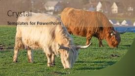  Presentation with cattle - Presentation theme featuring scottish-highland-cattle-bread-cow background and a coral colored foreground