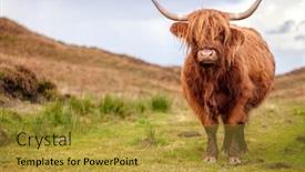  Presentation with scotland - Theme enhanced with scottish-highland-cow background and a gold colored foreground
