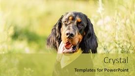  Presentation with dog - Presentation theme with scottish-setter-dog-on-green background and a yellow colored foreground