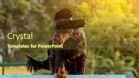  Presentation with obstacle course - Slide set enhanced with scottish-setter-on-obstacle-course background and a tawny brown colored foreground