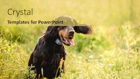  Presentation with grass - Presentation theme with scottish-setter-sitting-in-summer background and a yellow colored foreground