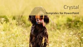  Presentation with summer - Slide deck enhanced with scottish-setter-sitting-in-summer background and a yellow colored foreground