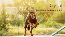  Presentation with obstacle course - PPT theme having scottish-setter-training-on-agility background and a yellow colored foreground