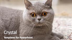  Presentation with archaeological scottish - Slide deck featuring scottish stright cat background and a  colored foreground