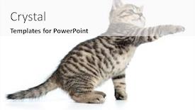  Presentation with paw - Presentation theme featuring scottish tabby kitten gives paw and looking up background and a white colored foreground