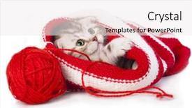  Presentation with kitten - Amazing PPT theme having scottish young kitten in a sock on a white background backdrop and a white colored foreground