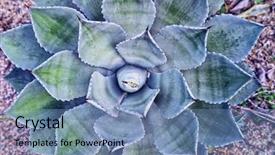  Presentation with desert - Presentation having scottsdale - leaves of a blooming agave background and a teal colored foreground