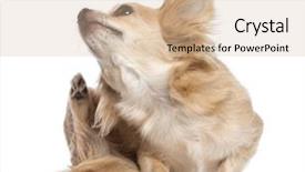  Presentation with background - Slide deck with scratch - chihuahua scratching against white background background and a  colored foreground