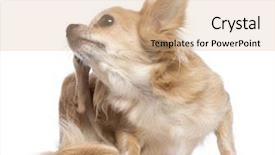  Presentation with white pigeon against the blue - Theme featuring scratch - chihuahua scratching against white background background and a lemonade colored foreground