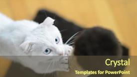  Presentation with blue eyes - Colorful PPT theme enhanced with scratch - white cat with blue eyes backdrop and a tawny brown colored foreground