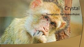  Presentation with monkey - Colorful slides enhanced with scratching head - funny monkey put fingers backdrop and a coral colored foreground