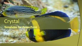  Presentation with keel billed toucan also known - Theme enhanced with scribbled-angelfish-chaetodontoplus-duboulayi background and a  colored foreground