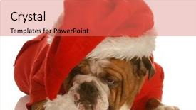  Presentation with english bulldog - Amazing PPT theme having scrooge - english bulldog dressed up backdrop and a coral colored foreground