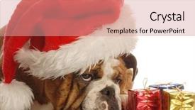  Presentation with english bulldog - Theme featuring scrooge - english bulldog with colorful gift background and a coral colored foreground