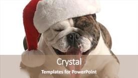  Presentation with english bulldog - Cool new presentation theme with scrooge - santa dog - english bulldog backdrop and a coral colored foreground