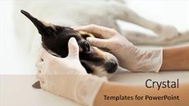  Presentation with veterinary - Amazing PPT layouts having scrub hand - veterinary assistant checking pet dog backdrop and a coral colored foreground